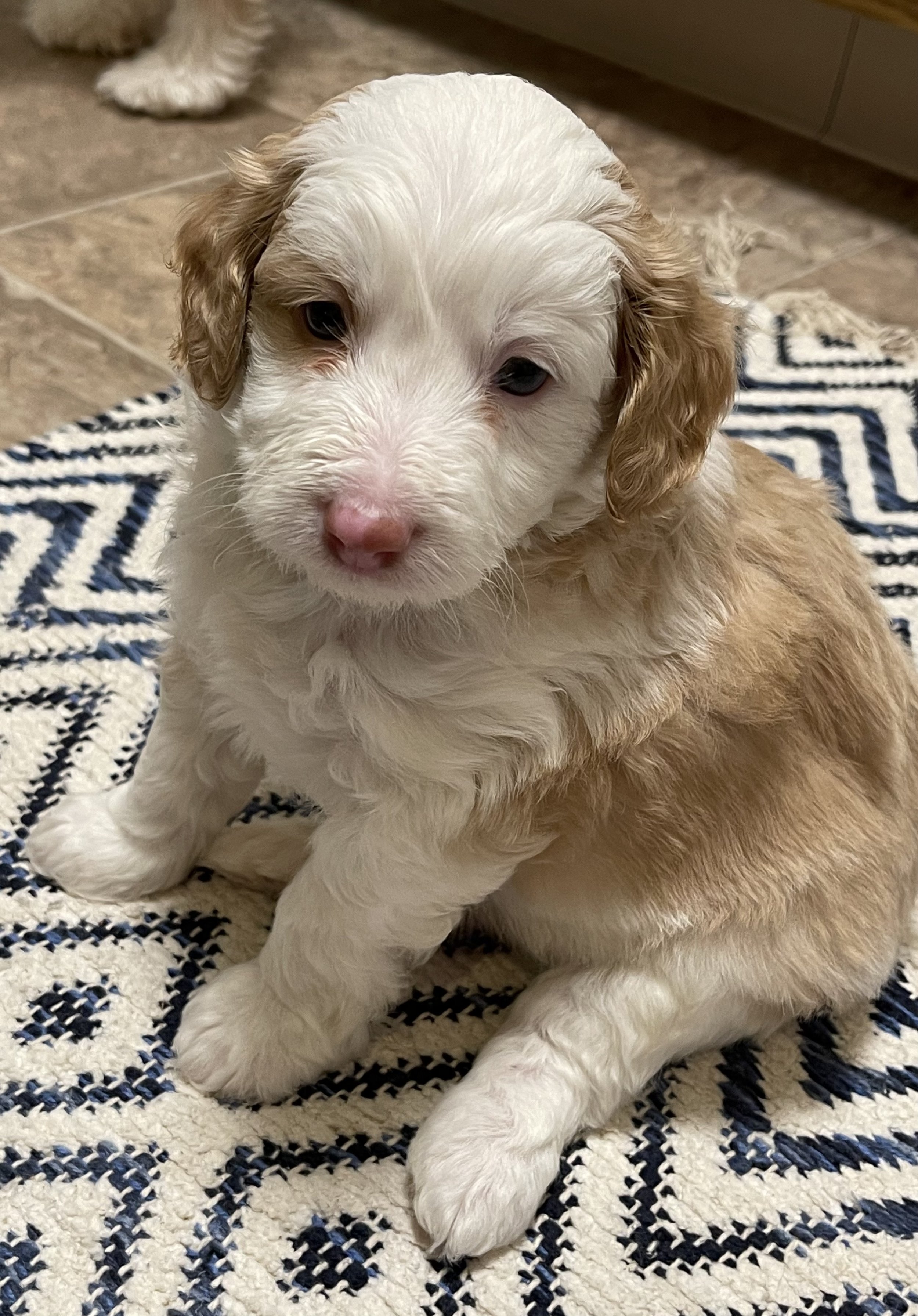 What Do I get with my Puppy Experienced professional breeder of